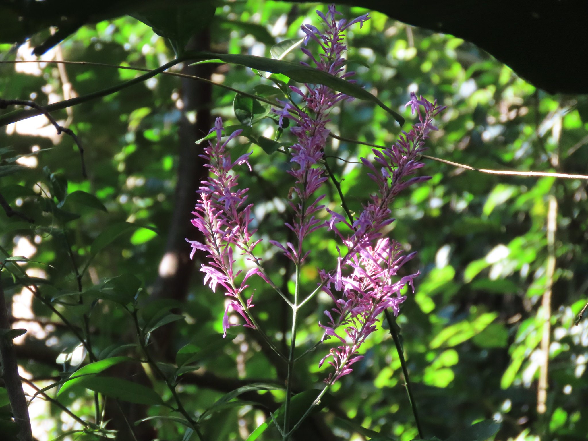 Odontonema callistachyum